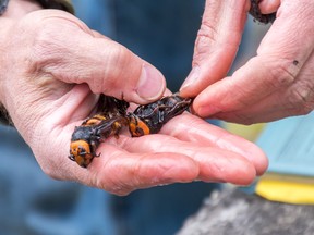 Washington State Department of Agriculture entomologist Chris Looney holds a pair of Asian Giant Hornet caught in a trap near Blaine, Washington, U.S. April 23, 2020. Picture taken April 23, 2020.  Karla Salp/Washington State Department of Agriculture/Handout via REUTERS.  THIS IMAGE HAS BEEN SUPPLIED BY A THIRD PARTY. MANDATORY CREDIT ORG XMIT: TOR511