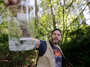 Washington State Department of Agriculture entomologist Chris Looney displays a trap he retrieved, set in an effort to locate the Asian giant hornet on May 7, 2020, in Blaine, Washington.