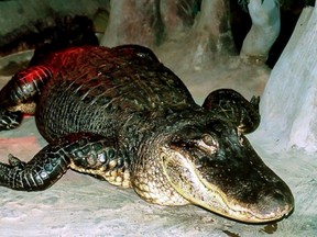 This undated handout picture released by the Moscow Zoo shows the Mississippi alligator "Saturn."