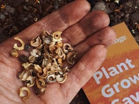 Calendula seeds are one of the hundreds being sold by farmers across Canada.