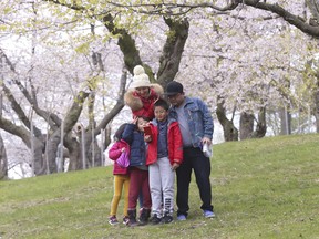 The cherry blossom trees are ending their bloom as High Park was officially opened again on Monday. People came out to see them and take pictures near the grove near Grenadier Pond on Monday May 11, 2020.
