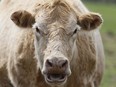 Cows in Newtonville, Ontario on Tuesday, May 5, 2020.