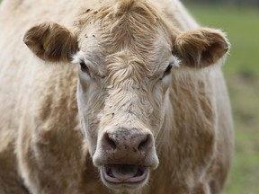 Cows in Newtonville, Ontario on Tuesday May 5, 2020. Veronica Henri/Toronto Sun/Postmedia Network