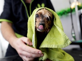 A dog gets towelled down by a groomer on  April 20, 2020.