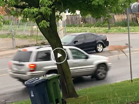 A person on Reddit captured a wild deer nearly getting hit by a car while crossing St. Clair Ave. E.