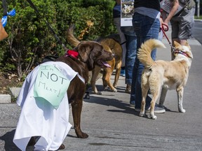 Lola, a Chocolate Lab wearing a sign, joins people demonstrating against the annual dog meat festival held in Yulin,, China,  in front of Chinese Consulate in Toronto, Ont. on Saturday, June 11, 2016.