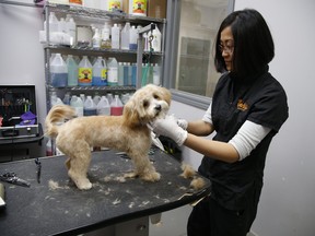 Michelle Tao co-owner of Woofur Holistic Pet Care Centre gives Luna the Maltipoo mix breed a trim on the grooming table. Their landlord has increased their rent during pandemic by 30% causing them grief on Tuesday May 19, 2020.