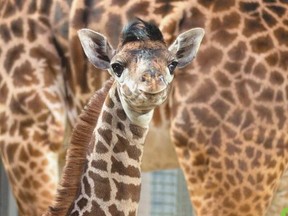 The new calf born to Mstari, a six-year-old female Masai giraffe, and Kiko, a seven-year-old male, at the Toronto Zoo.