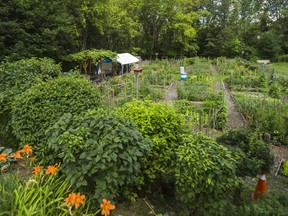 A view of the community garden at Tom Riley Park, near Islington Ave. and Bloor St. W. in Toronto.