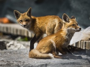 Two kits (young foxes) in a cordoned-off area along The Beach boardwalk in Toronto, Ont. on Friday May 22, 2020.