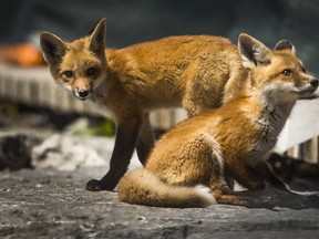Two kits (young foxes) in a cordoned-off area along The Beach boardwalk in Toronto, Ont. on Friday, May 22, 2020.