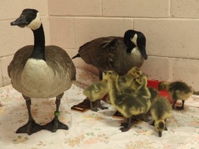 This mother Canada goose was brought in by the Toronto Wildlife Centre's rescue team with her mate and two goslings, after the babies were stuck on their rooftop nesting site. She was treated for a wound in her mouth and the family was later released, with six more orphaned goslings they're now fostering.