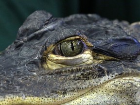 Alligator eye closeup