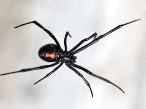 Three young Bolivian brothers were hospitalized after getting a black widow spider to bite them, according to officials.