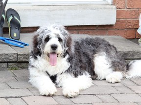 Hugo, the 11-month-old dog who died Thursday after eating an unknown substance in Markham. Police are investigating.