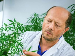 University of Lethbridge researcher Igor Kovalchuk is leading a study on medical cannabis as a potential therapy for COVID-19.