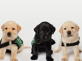 Lions Foundation of Canada future guide dogs.