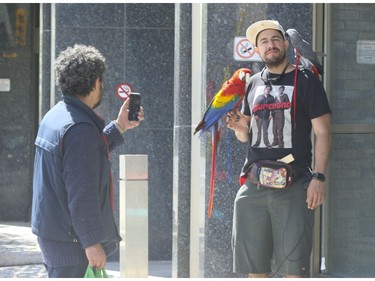 Jason was out for a walk along Bloor St. W. with his parrots Cap Com, a colourful two-year old Macaw and three-year-old Marvel an African Grey. He enjoyed some Tim Hortons at a nearby parkette while the exotic birds got walnuts  . Environment Canada said the temperature in Toronto was recorded at 20.4 C at 2 p.m. But the warm weather won't last as a cold front is coming in for early in the week on Sunday May 3, 2020. Jack Boland/Toronto Sun/Postmedia Network