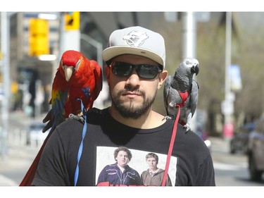 Jason was out for a walk along Bloor St. W. with his parrots Cap Com, a colourful two-year old Macaw and three-year-old Marvel an African Grey. He enjoyed some Tim Hortons at a nearby parkette while the exotic birds got walnuts  . Environment Canada said the temperature in Toronto was recorded at 20.4 C at 2 p.m. But the warm weather won't last as a cold front is coming in for early in the week on Sunday May 3, 2020. Jack Boland/Toronto Sun/Postmedia Network
