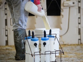 A dairy farmer pours out milk from a bottle, in Carrying Place, Ont., on March 24, 2020.