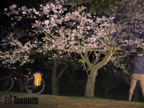 Police are investigating after several people were caught on the City of Toronto's 'bloomcam' breaking into the High Park cherry tree orchard.