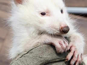 Rare albino raccoon babies are living on top of a residential rooftop in Toronto on Friday, May 20, 2011.