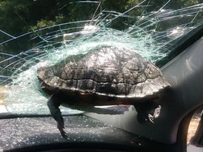 "Beware, Savannah, of flying turtle(s)," Latonya Lark wrote on a Facebook post, along with a photo of the Ninja Turtle in training, who unfortunately didn't make it after being impaled by the windshield glass.