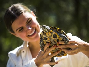 Toronto Humane Society spokesman Hannah Sotropa holds a  red-eared slider turtle, one of several turtles available for adoption at the Toronto Humane Society in Toronto, Ont.. on Wednesday May 20, 2020.
