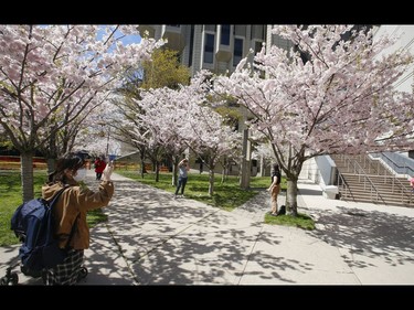 People gathered at the Cherry Blossom grove - of 70 trees - outside the Robarts Library located on the grounds of the University of Toronto on Harbord St. to enjoy the foliage and take pictures . Environment Canada said the temperature in Toronto was recorded at 20.4 C at 2 p.m. But the warm weather won't last as a cold front is coming in for early in the week on Sunday May 3, 2020. Jack Boland/Toronto Sun/Postmedia Network
