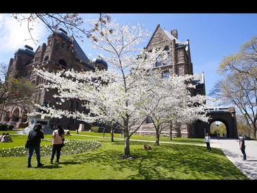 People gather in the warm weather to take images of the Cherry Blossom trees and flower gardens on the front lawn of Queens Park. Environment Canada said the temperature in Toronto was recorded at 20.4 C at 2 p.m. But the warm weather won't last as a cold front is coming in for early in the week on Sunday May 3, 2020. Jack Boland/Toronto Sun/Postmedia Network