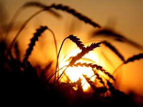 Farmers' organizations say farmers are paying thousands of dollars more annually for grain drying because of the carbon tax.