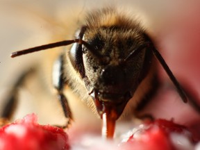 A honeybee drinks water in Winnipeg.