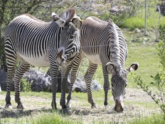 The Toronto Zoo opens during COVID-19 by allowing visitors to drive their own vehicles past the exhibits on Friday May 22, 2020.