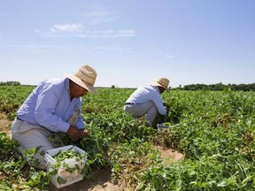 Migrant farm workers, many of them from Central and South America, like these men shown picking peas near London, provide the backbone of much of Southwestern Ontario's farm labour.