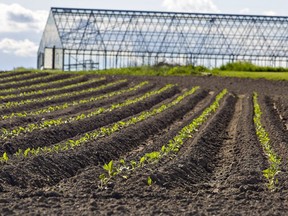 Crops sprout up on a farm near Mount Pleasant, Ontario in Brant County on Saturday May 30, 2020.