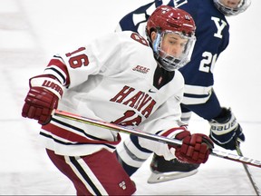 Feisty little forward Nick Abruzzese drew high praise from Harvard coach Ted Donato after leading all NCAA rookies with 44 points in 31 games this season.