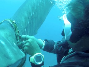 A diver tries to cut a rope from the tail of a whale shark near Koh Tao Island, Thailand June 13, 2020, in this still image obtained from a social media video.