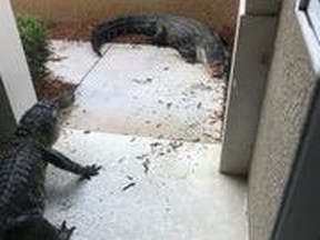 A woman in Fort Myers got quite a shock when two large alligators woke her up by smashing into her front door. The two reptiles were apparently brawling outside of her home.