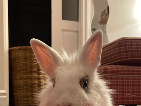 Dove the bunny rabbit is available for a Forever Home from the Toronto Humane Society.