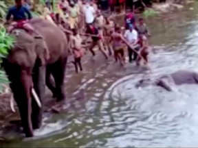 People pull the body of a dead pregnant elephant out of the water, after the animal apparently ate some firecracker-stuffed pineapple and died, in Palakkad district, India, May 27, 2020 in this still image taken from a video.