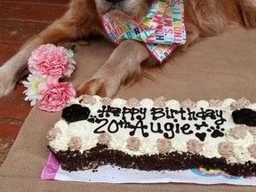 Golden Retriever, "August", or Augie, is the oldest known, oldest living Golden Retriever. She turned 20 years old on April 24, 2020.