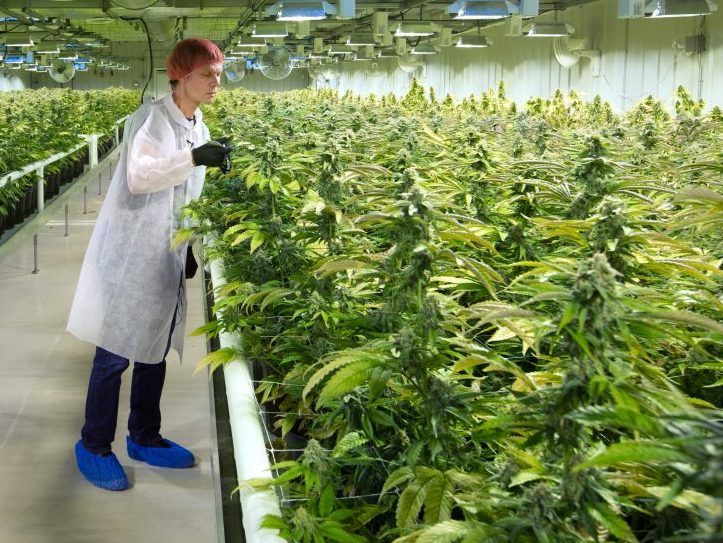 Aurora Cannabis plans more layoffs, facility closures amid industry ...