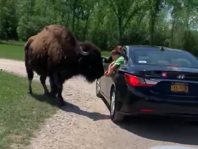 A bison at The Wild Animal Park in New York state headutts a kid in a vehicle.