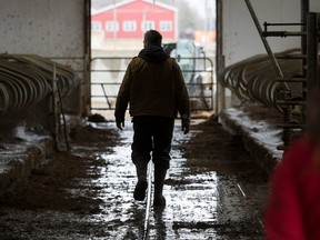 Gerald Pulver, owner of Goreland Farms walks through cow pens in Carrying Place, Ontario, Canada.
