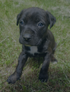 One of two bulldog puppies that were stolen on Monday, June 1 in Brampton.