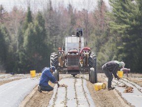 Temporary foreign workers from Mexico plant strawberries on a farm in Mirabel, Que., Wednesday, May 6, 2020.