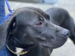 23 dogs that had been slated to be euthanized in Texas arrived in the city on Friday, June 12, 2020, thanks to Toronto-based dog rescue Redemption Paws.