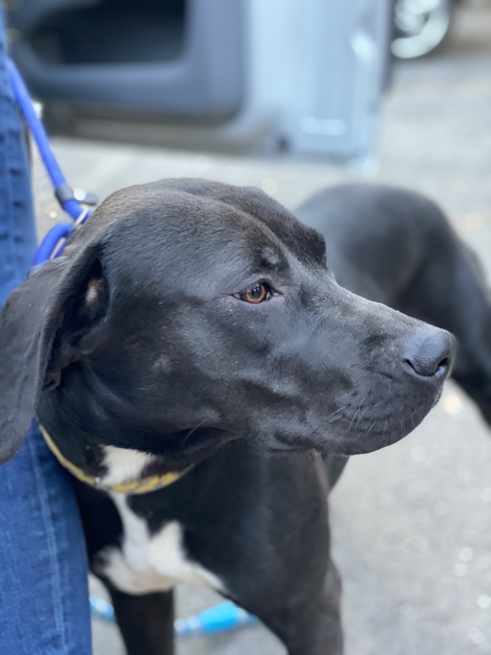 Dogs find new home in Toronto Toronto Sun