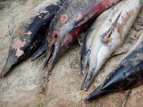 Bodies of dolphins, which were found dead on beaches, are stored for scientific autopsies at the municipal technical services in Barbatre on the Noirmoutier Island, France, Feb. 11, 2020.