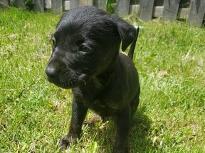 One of two bulldog puppies that were stolen on Monday, June 1 in Brampton.